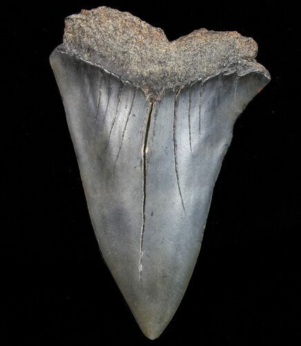 Large, Fossil Mako Shark Tooth - Georgia #75181